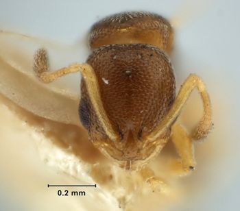 Media type: image;   Entomology 22887 Aspect: head frontal view